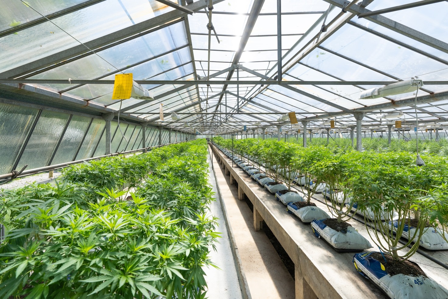 Top Tips for Finding Legal Cannabis Online