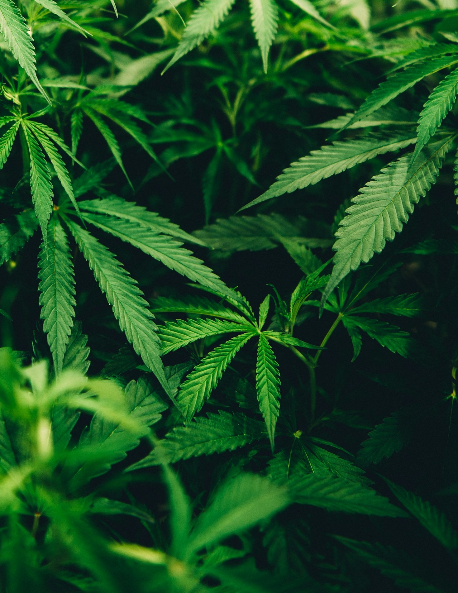 Understanding Federal Cannabis Laws and Regulations