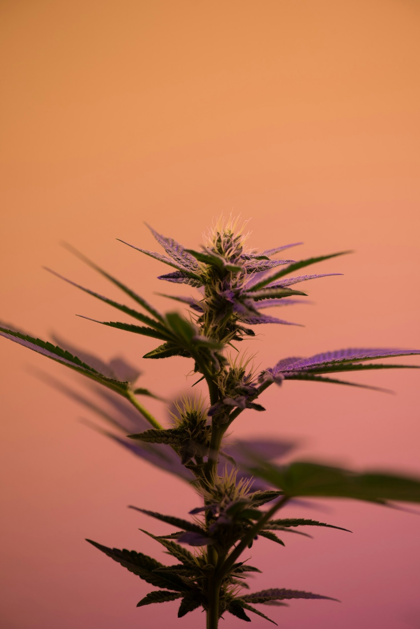 Why Transparency Matters in Cannabis Marketplaces
