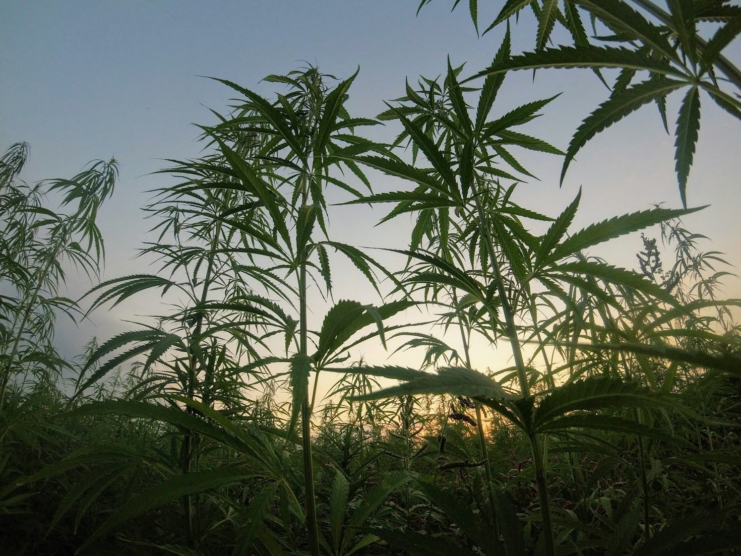 The Rise of Federally Legal Cannabis Products