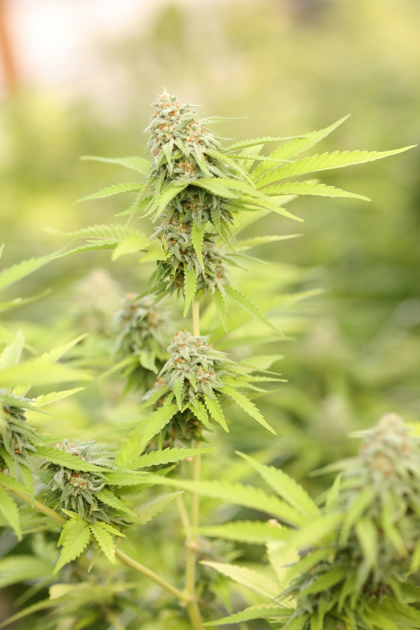 Comparing Top Cannabis Sellers: What You Need to Know